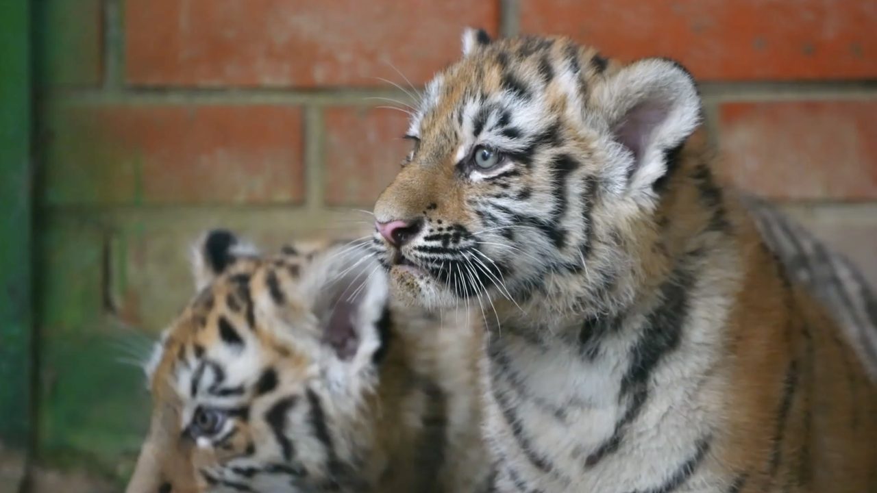 Zoo de Moscú/Ruptly