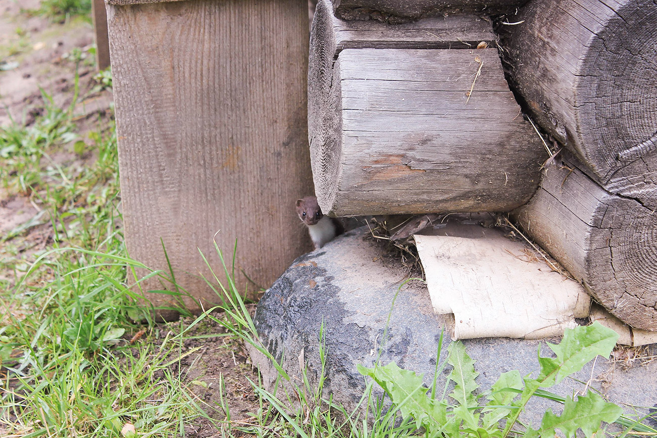 Krasny (CC BY-SA 4.0)