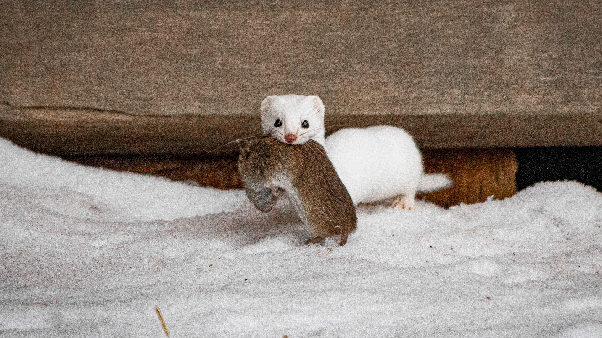 Павел Кузьмичев