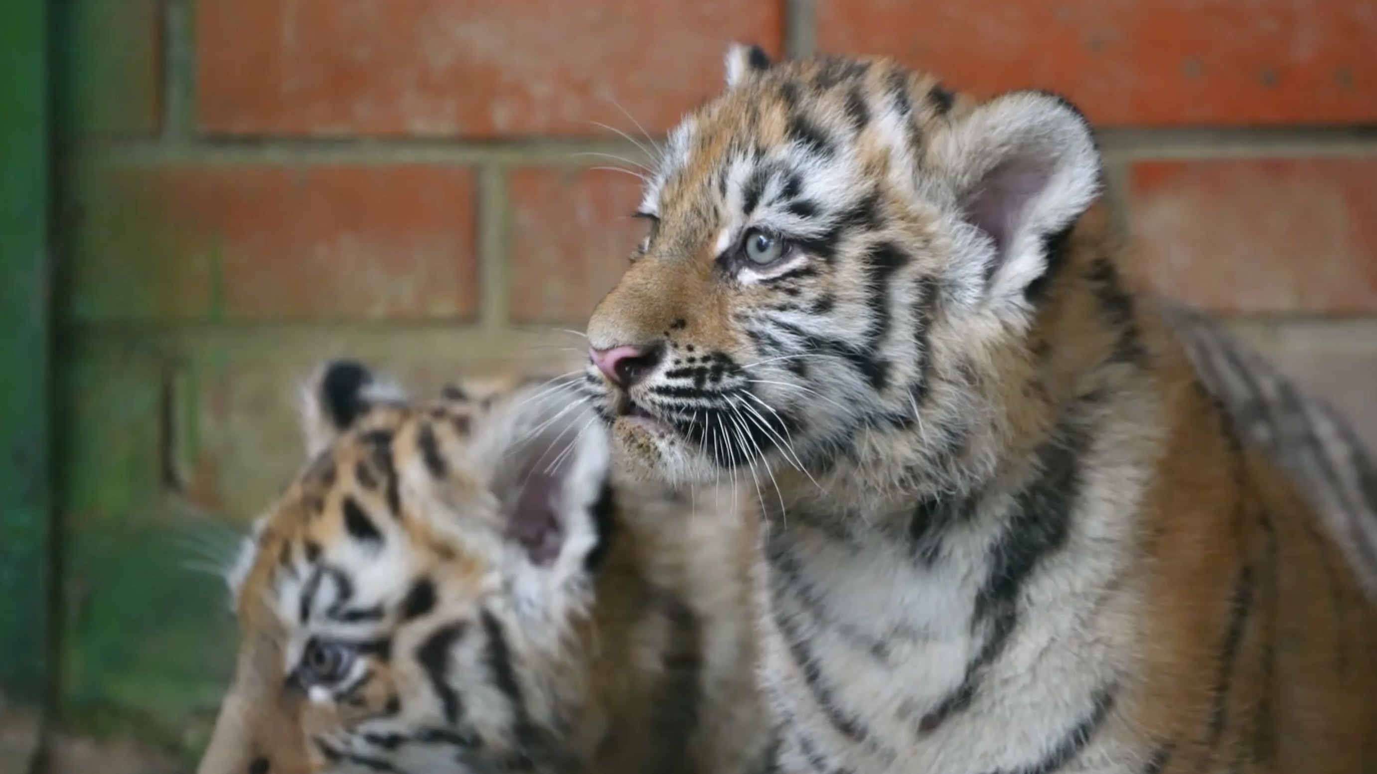 Zoo de Moscou/Ruptly