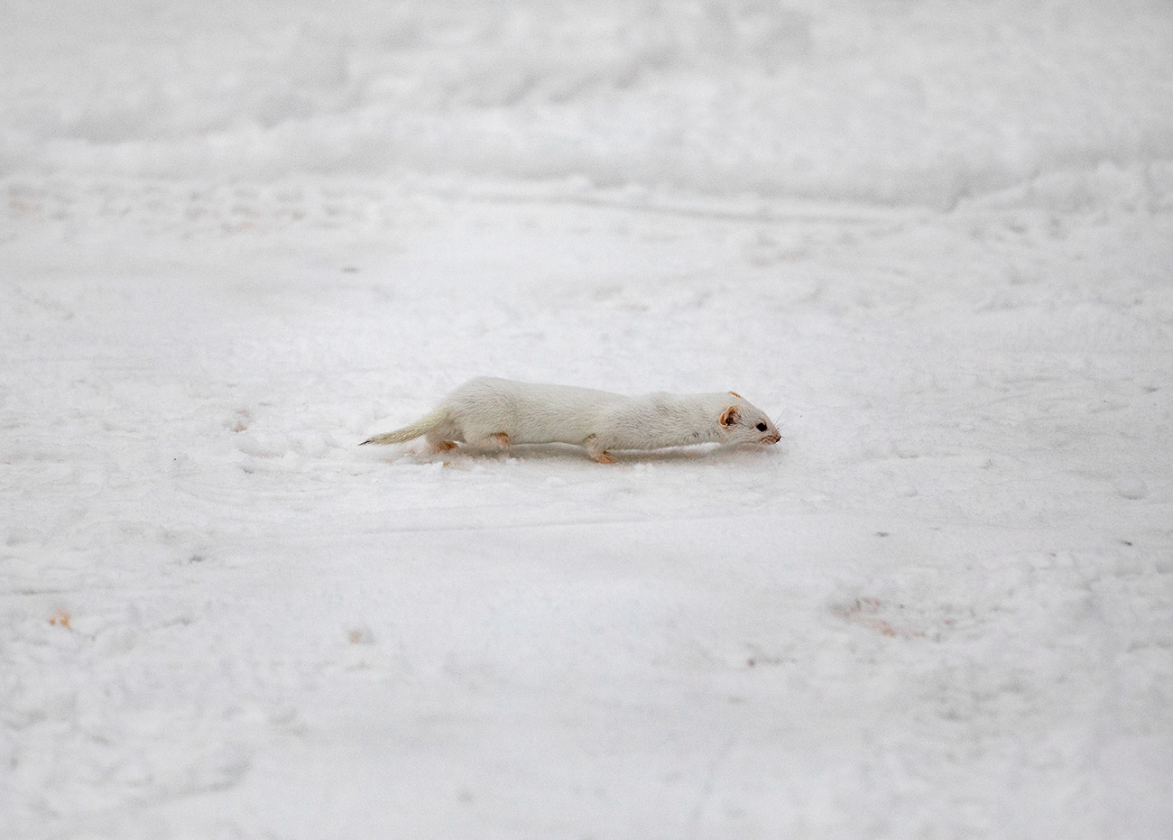 Павел Кузмичев