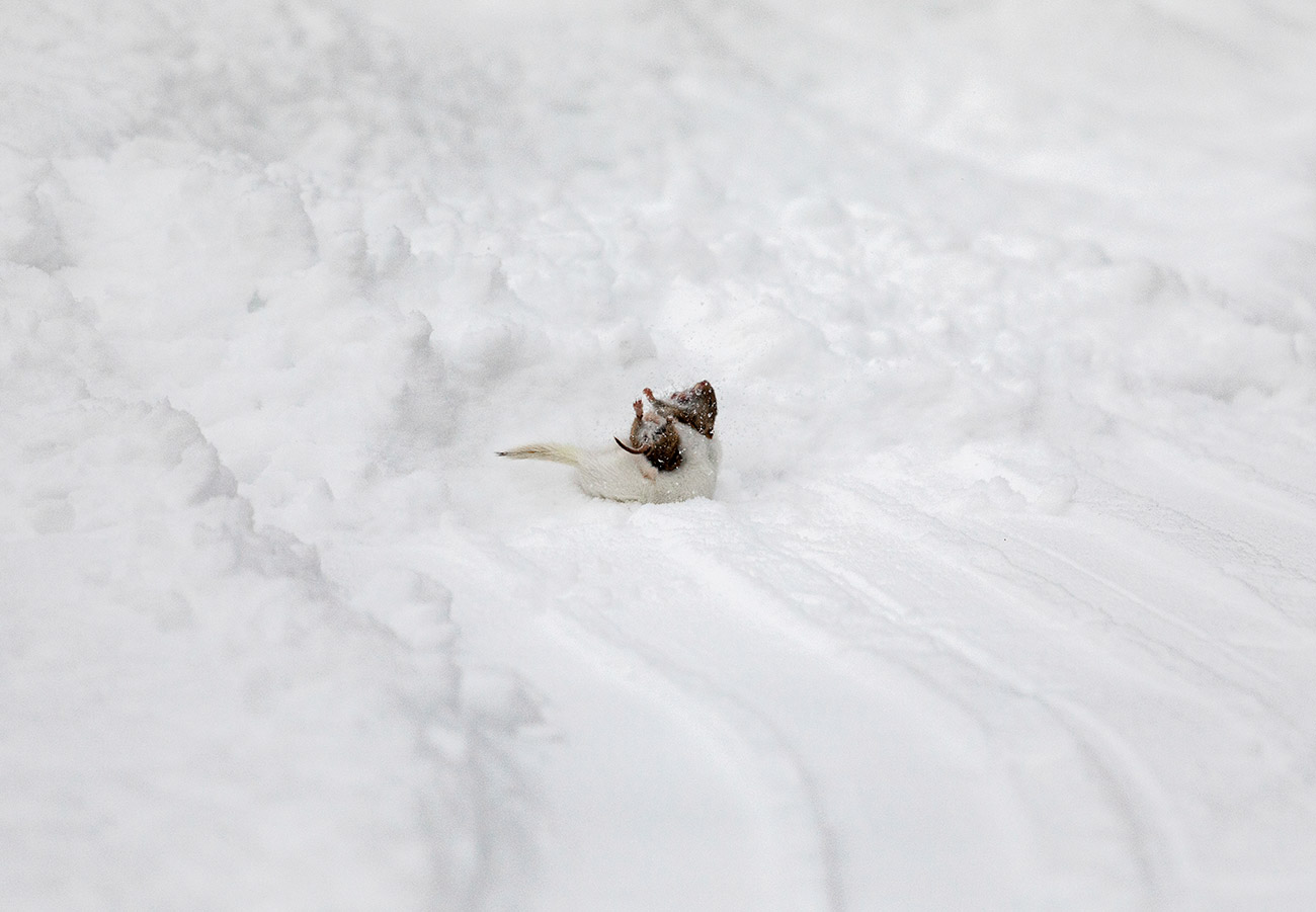 Павел Кузмичев