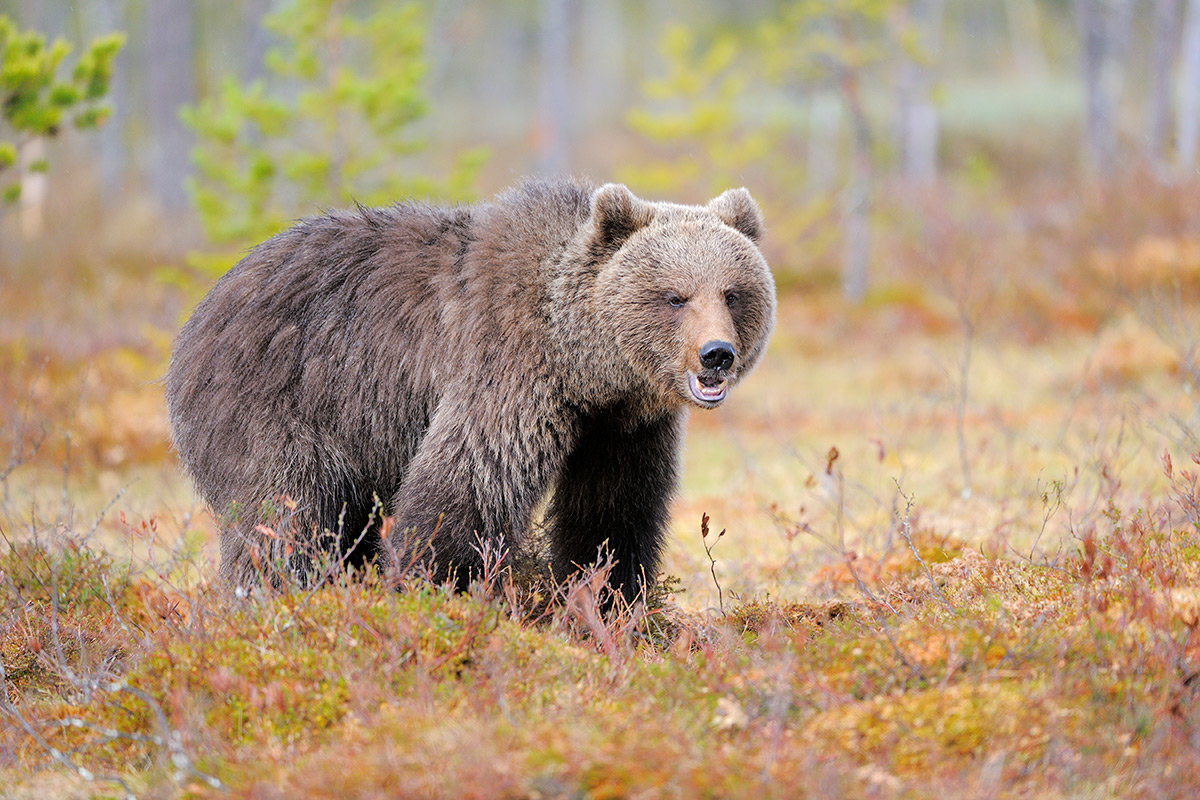 W. Wisniewski / Getty Images