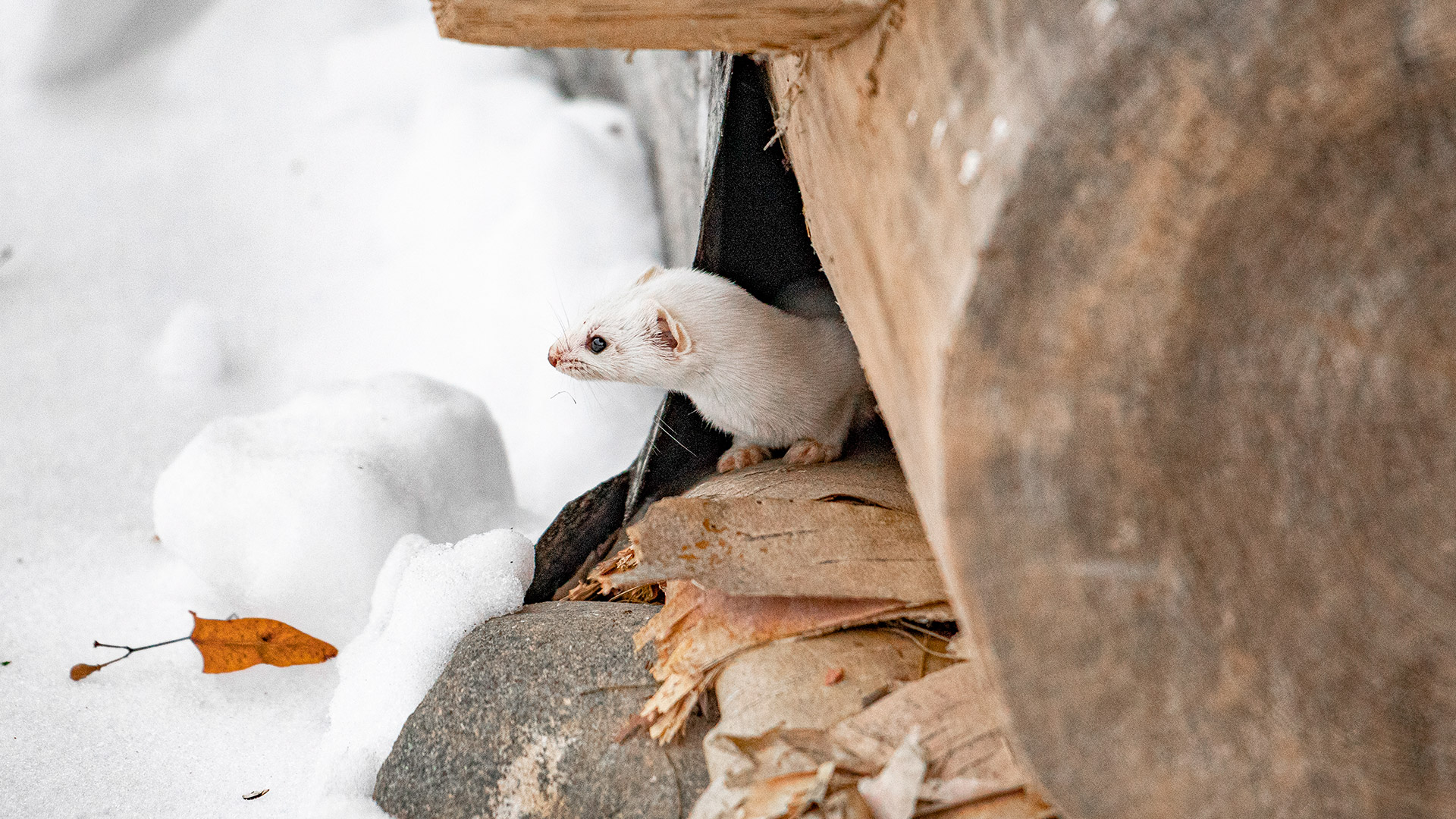パヴェル・クズミチェフ