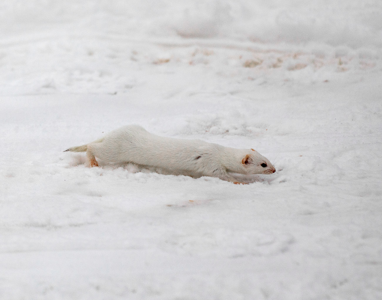 パヴェル・クズミチェフ