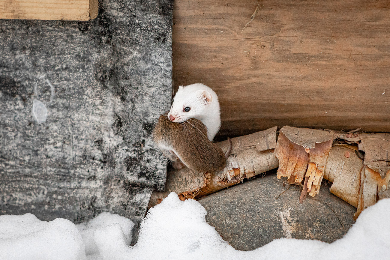 パヴェル・クズミチェフ