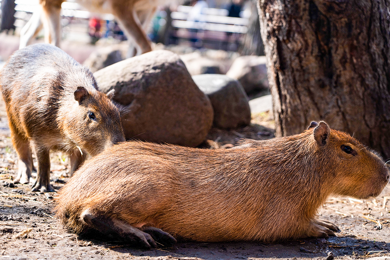 Zoológico de Moscou/Agência Moskva