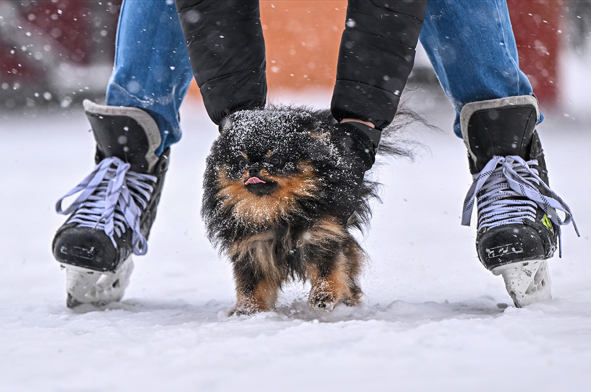 マクシム・ボゴドヴィド / Sputnik