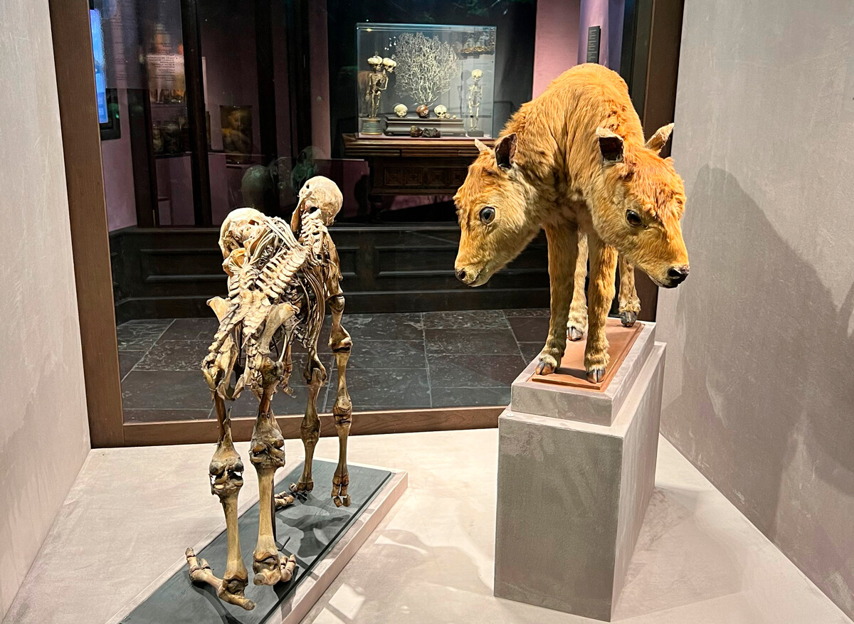 尤利娅·哈基莫娃