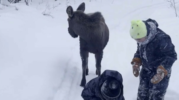 Ruptly, Daniil Banákov