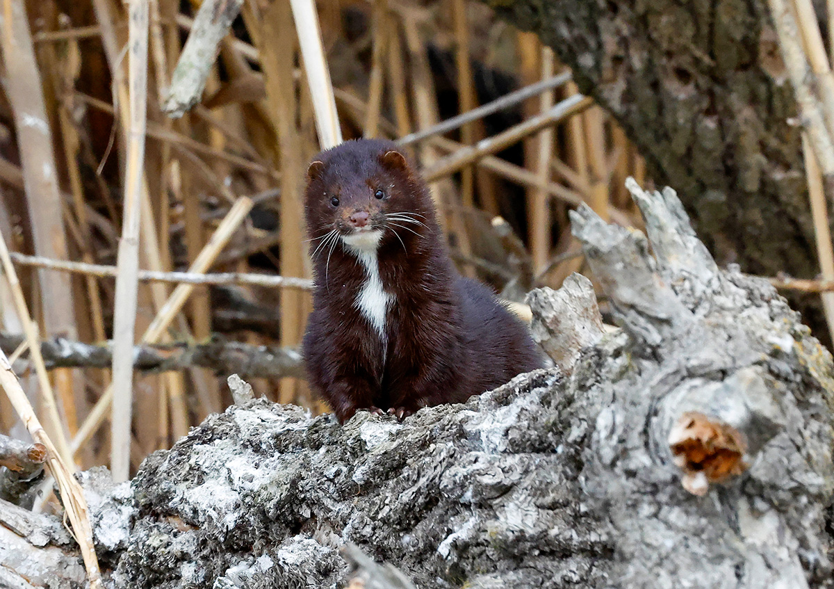 Григориј Дукор / TASS