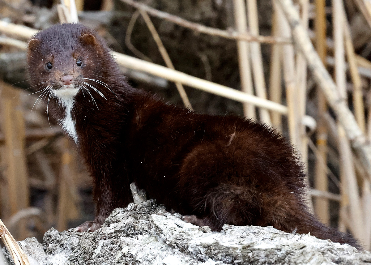 Grigóri Dukor / TASS