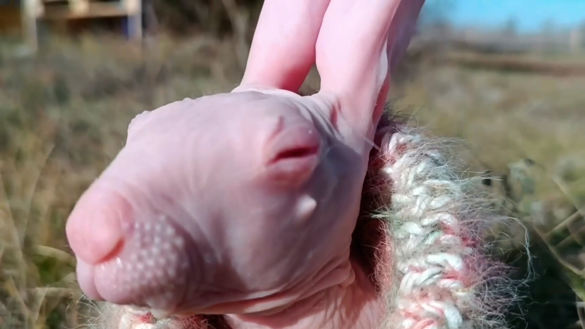 RUPTLY国际新闻视频通讯社（RUPTLY）, @dobby_hairless_rabbit 电报主页