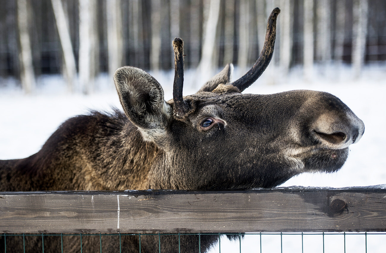 叶夫根尼·比亚托夫　摄【俄罗斯卫星通讯社】