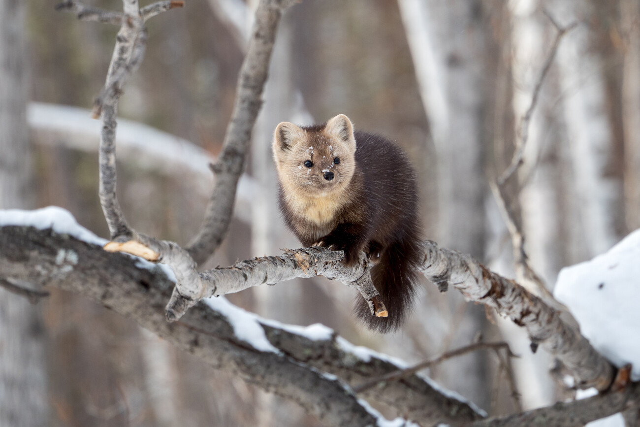 阿·斯瓦托夫（A.Svatov）　摄
