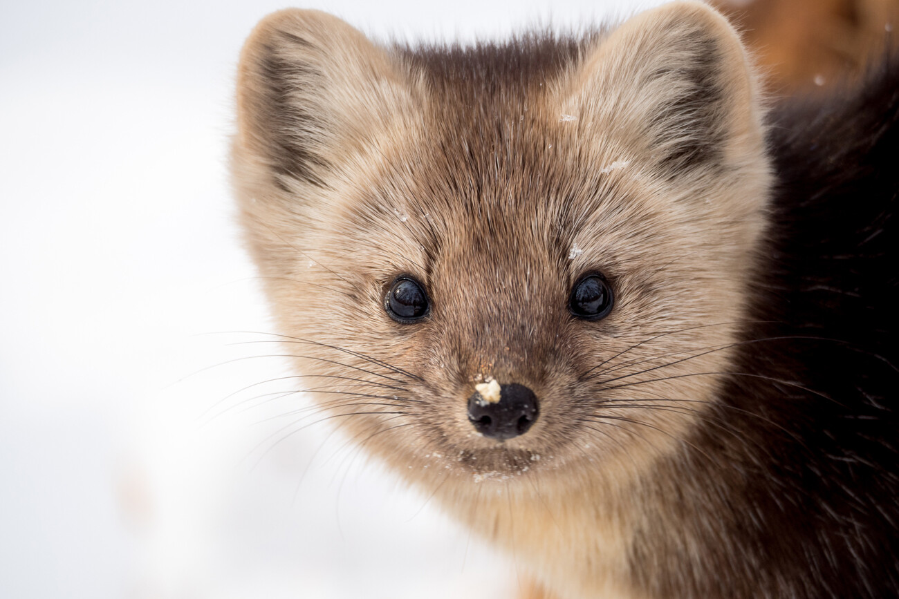 阿·斯瓦托夫（A.Svatov）　摄