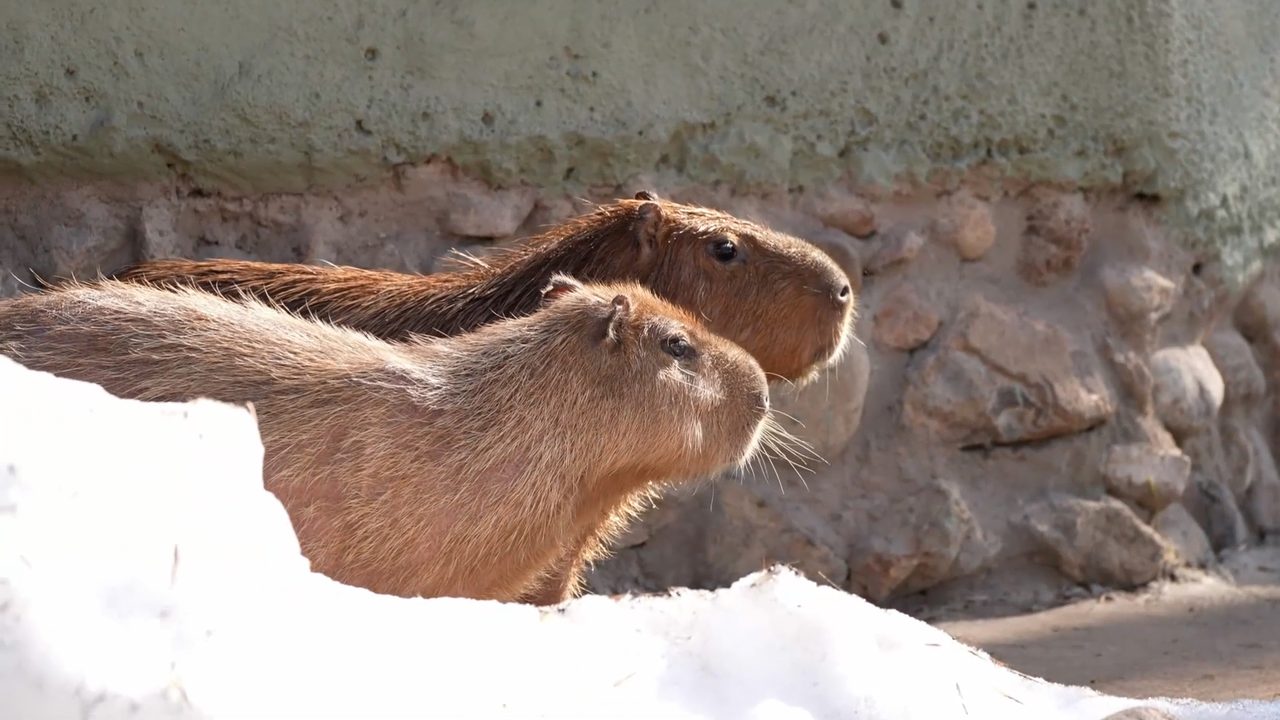 RUPTLY/Service de presse du zoo de Moscou