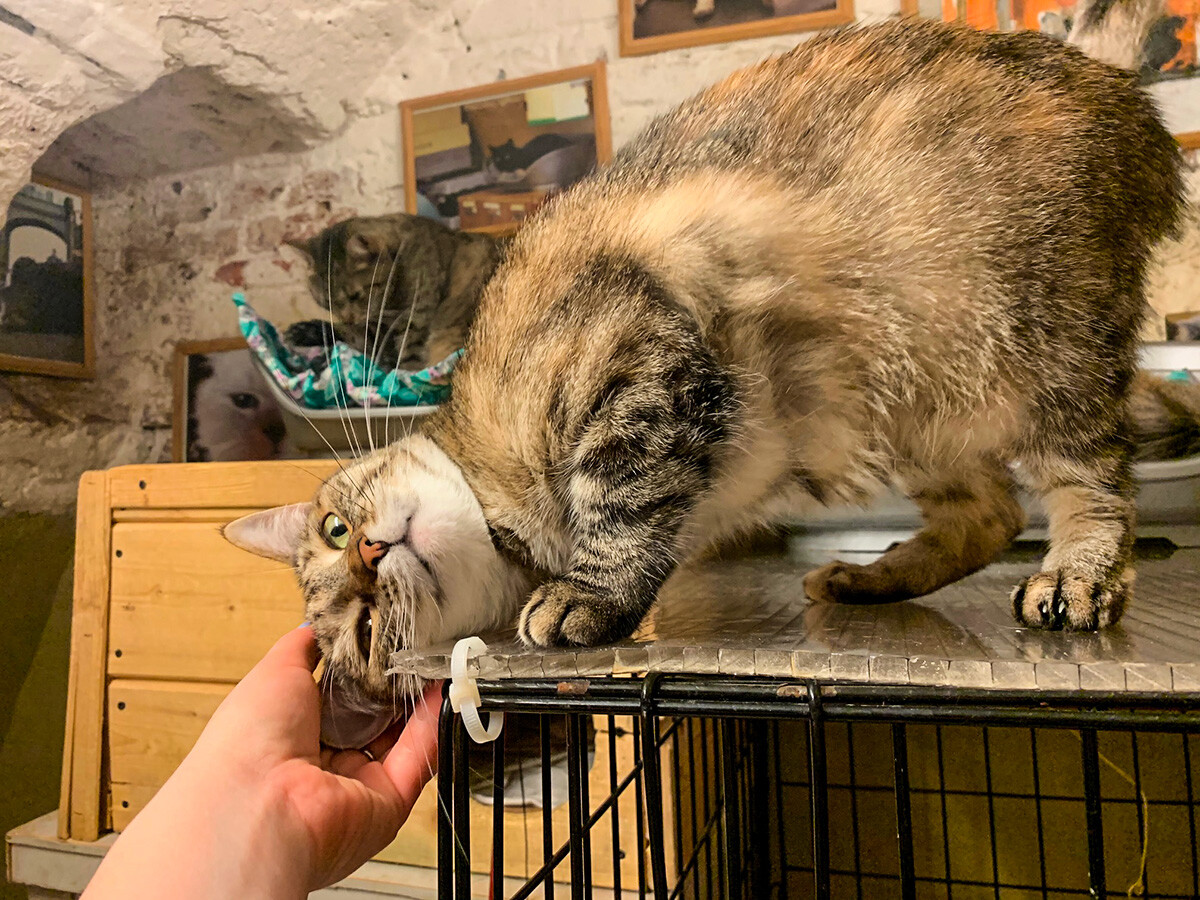 安娜·索罗金娜　摄