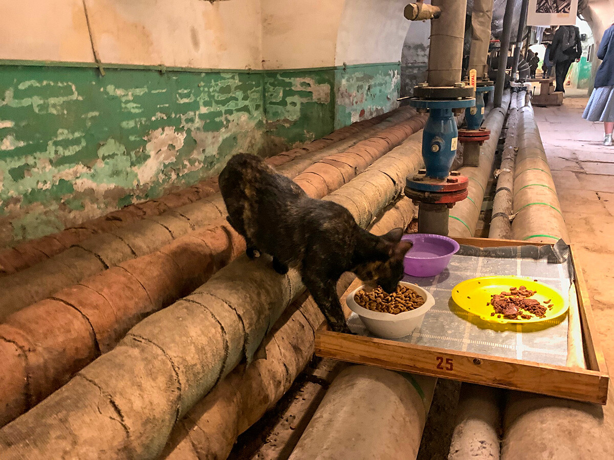 安娜·索罗金娜　摄