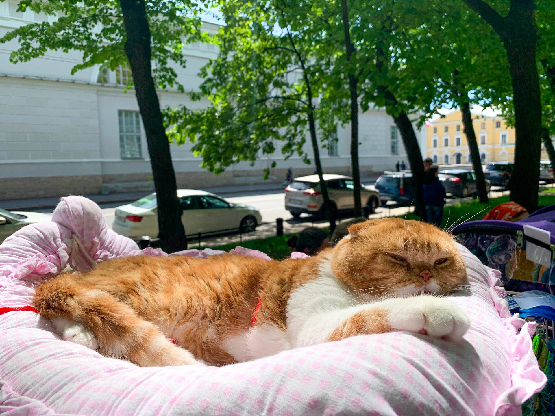 安娜·索罗金娜　摄