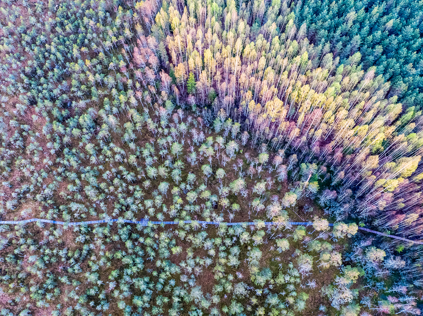 Janno Vaan/Getty Images