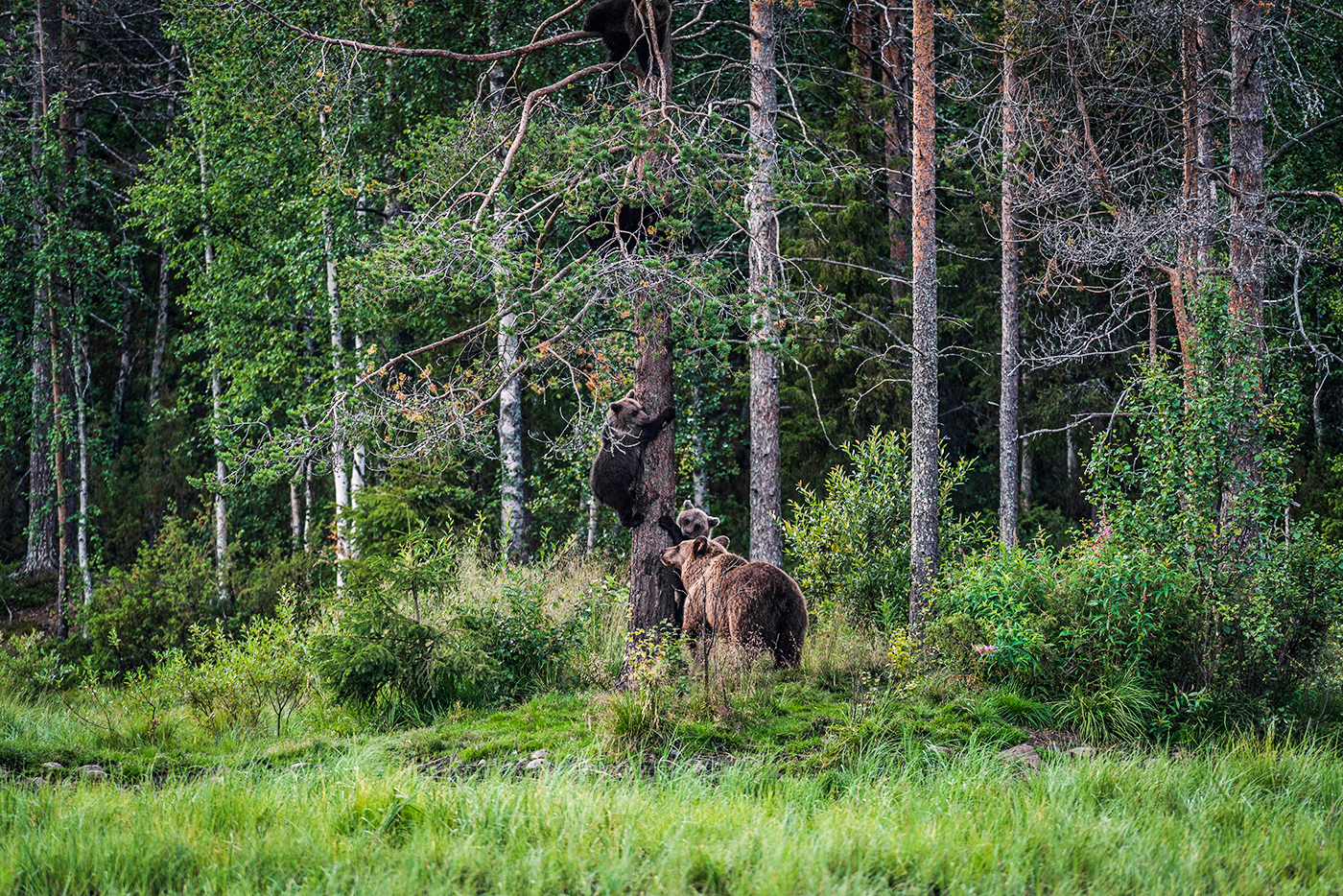 Oleh_Slobodeniuk/Getty Images