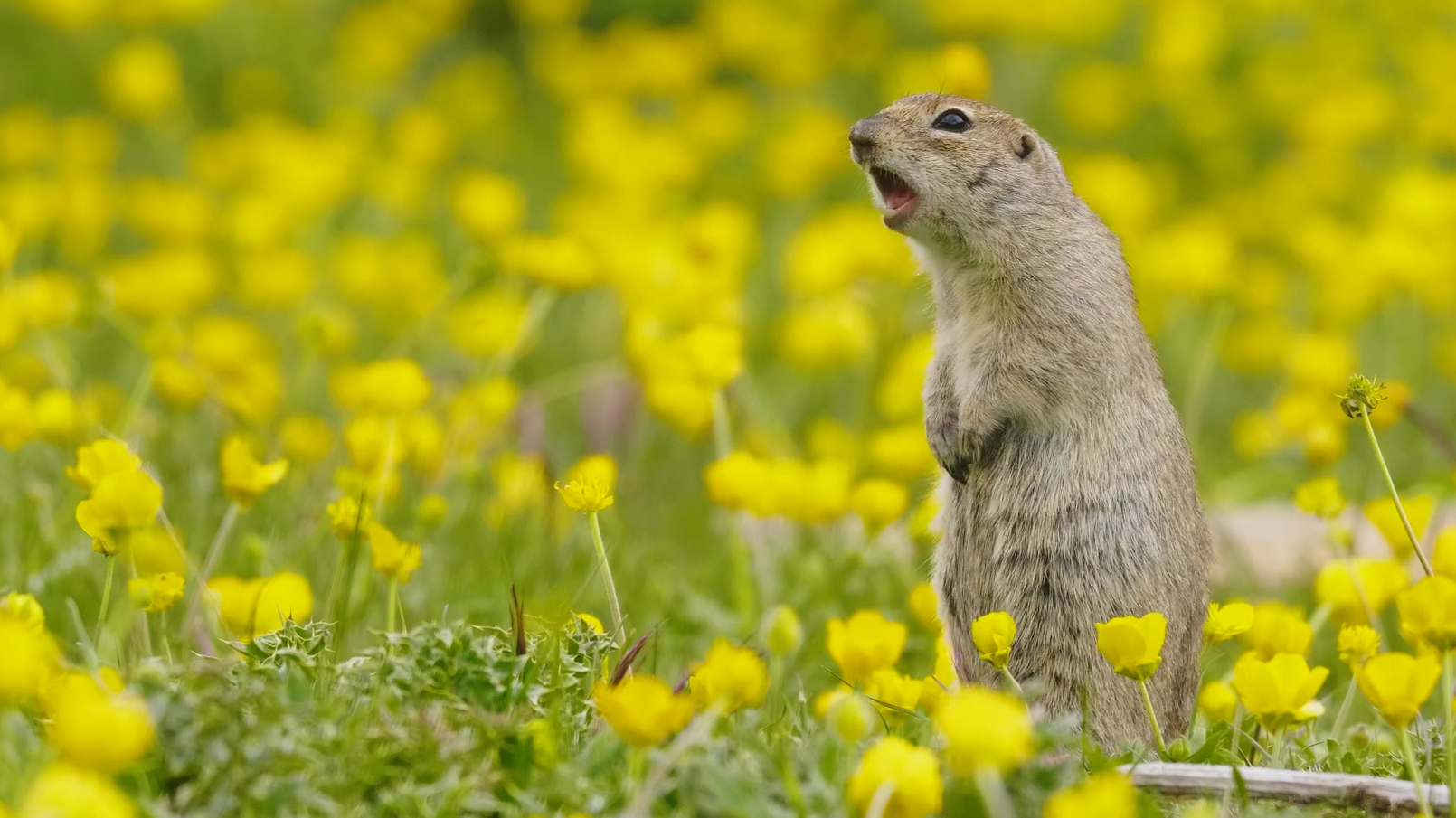 我们的西伯利亚4k频道（Наша Сибирь 4К）