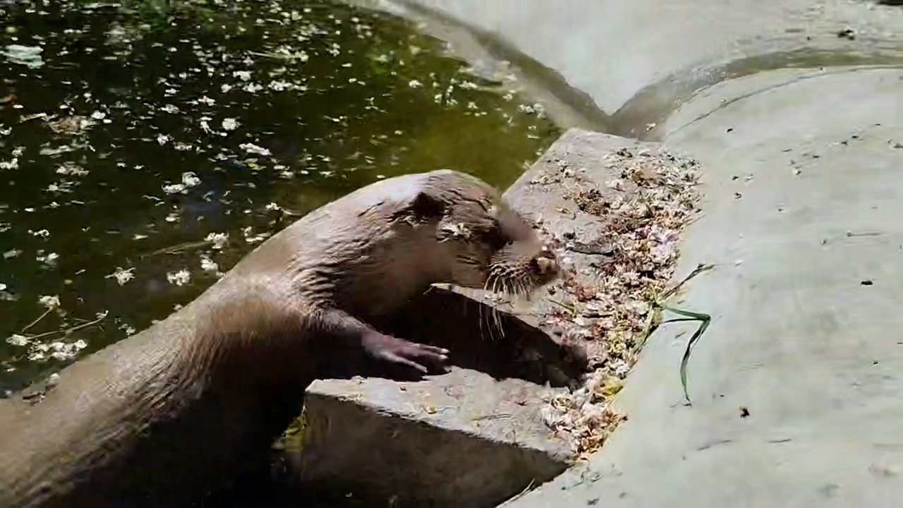 @kldzoo