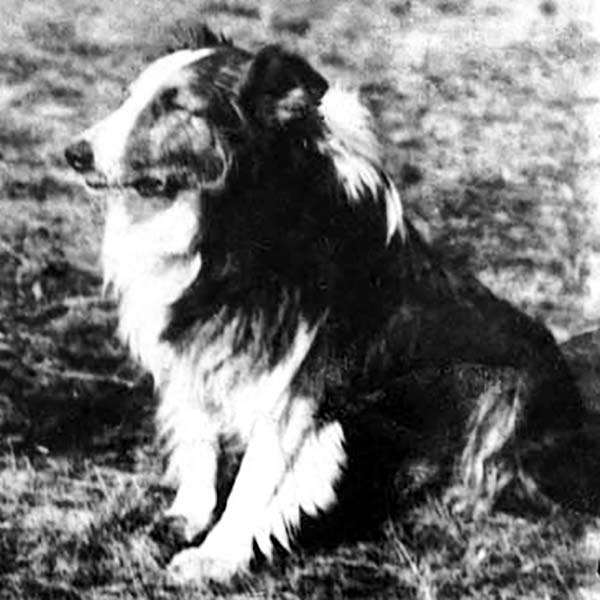 Collie-Revue.ru 