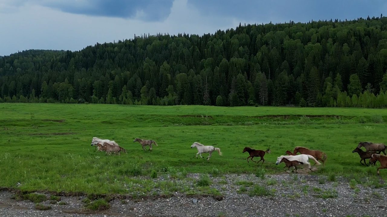 @visitkuzbass　提供