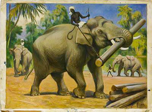 Musée Darwin